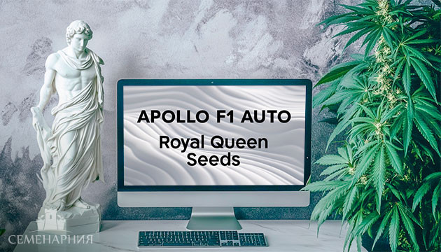 Выращивание сорта марихуаны Apollo F1 Auto от Royal Queen Seeds 