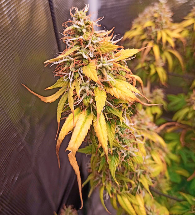 Куст Bruce Banner #3 от Herbies Seeds на 16 неделе