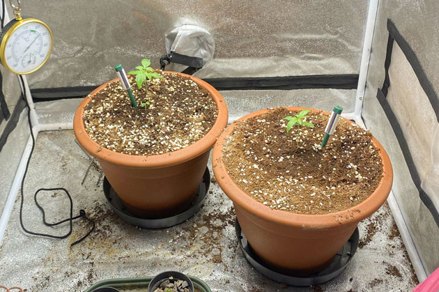 Ростки Banana Purple Punch Auto на 2 неделе