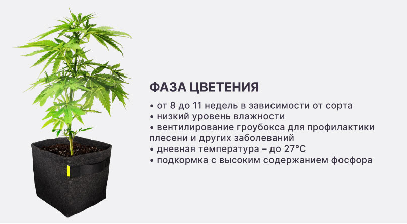 Фаза цветения