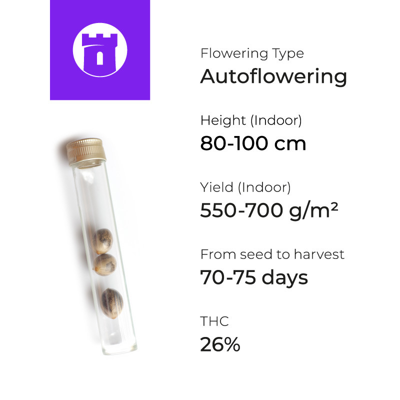 Gorilla Auto