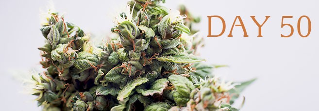 Сорта конопли пятидесятидневки