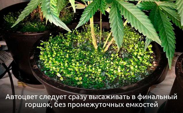 Какие горшки нужны для автоцветущей конопли