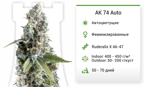 описание сорта ak 74 auto