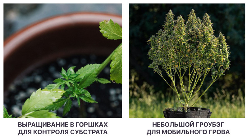 Использование горшков и гроубэгов для выращивания Горшки и гроубэги для выращивания