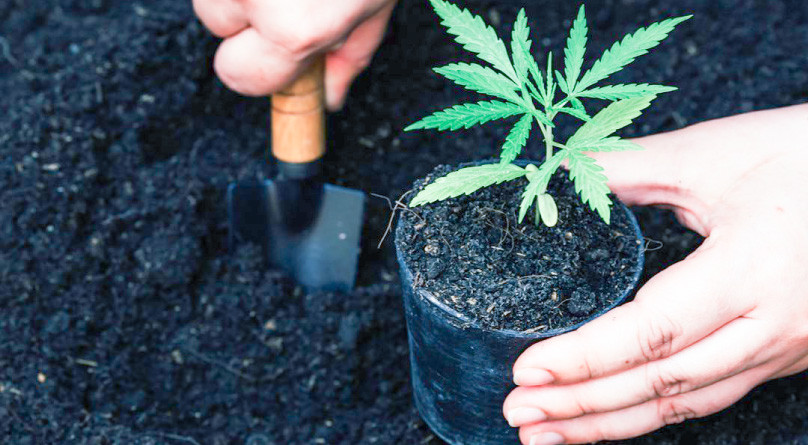 Способы посадки конопли в открытый грунт Посадка каннабиса в открытый грунт