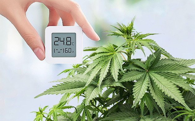 24 градусов идеальная температура для каннабиса