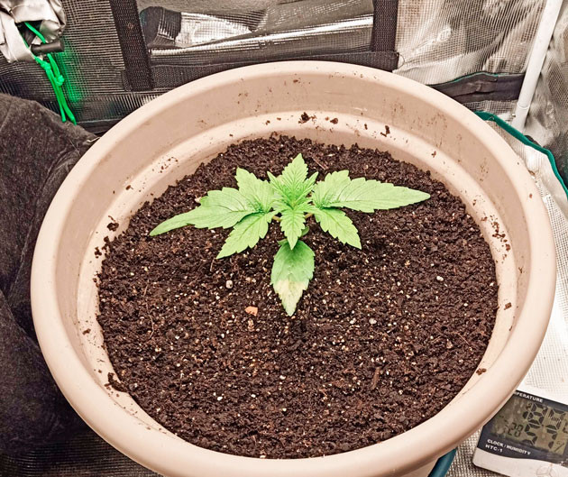 Росток Bruce Banner #3 от сидбанка Herbies Seeds