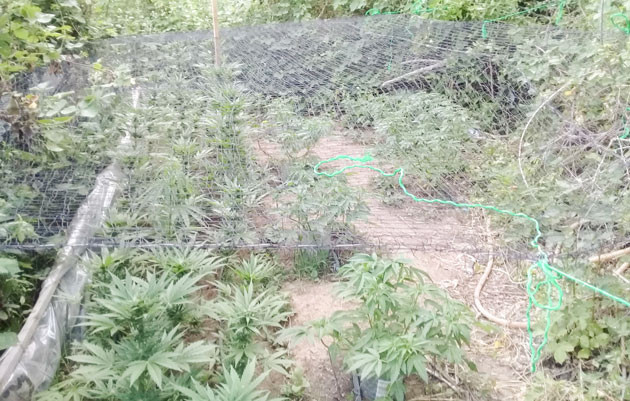 Куст ростом 70 см