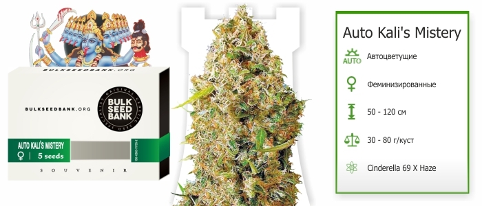 Auto Kali’s Mistery