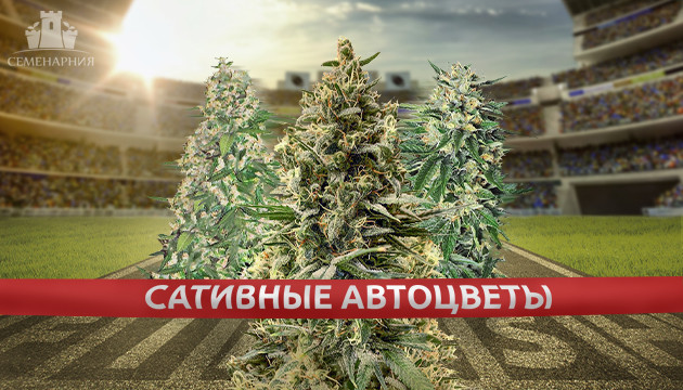 Быстрые автоцветущие сорта сативы Автоцветущая сатива