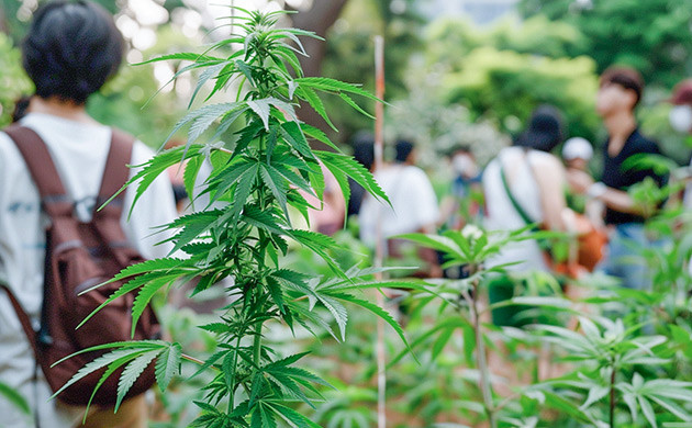 Конопля в парке