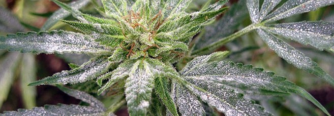 На листьях марихуаны появился налет