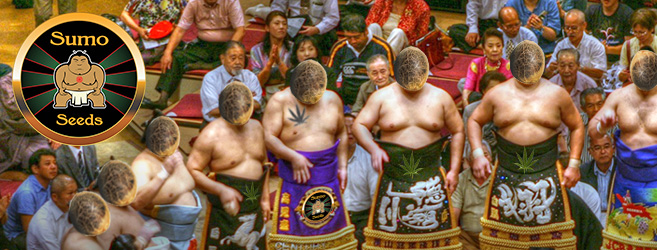 Семена конопли от Sumo Seeds 