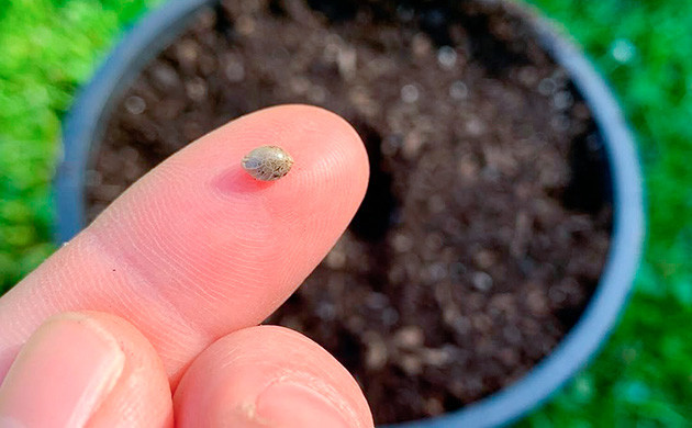 Как выбрать подходящий сорт