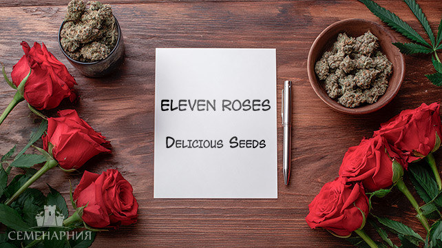 Выращивание сорта марихуаны Eleven Roses от Delicious Seeds