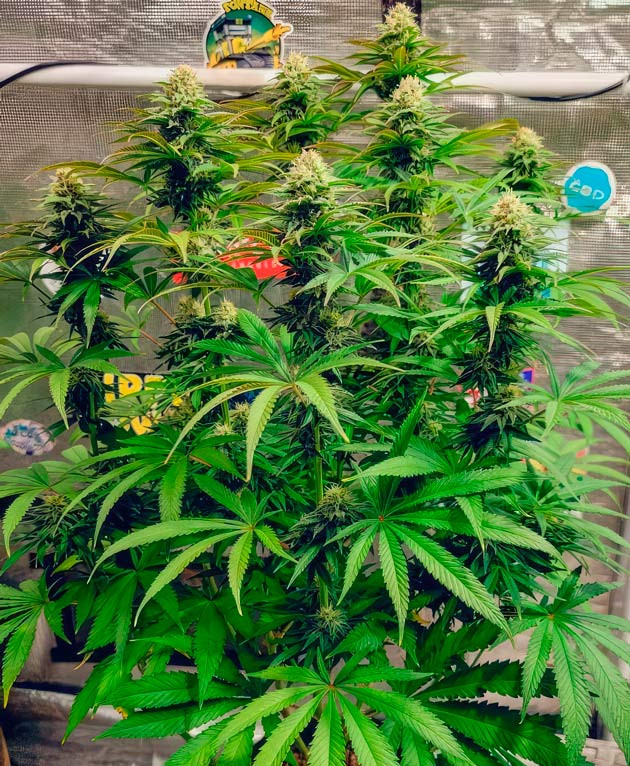 Формирование смолистых шишек и выраженный аромат Куст DDoS #33 на 10 неделе выращивания