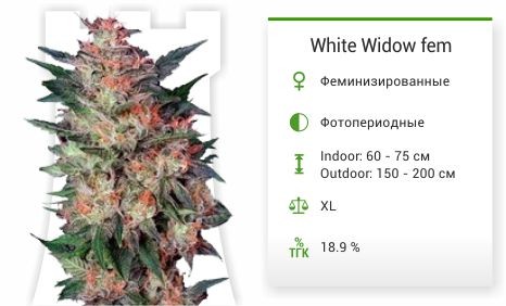 White Widow fem (Dutch Passion)