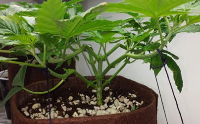 Метод формирования куста прищипыванием (Supercropping)