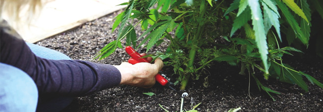 Сбор урожая автоцветущих сортов марихуаны