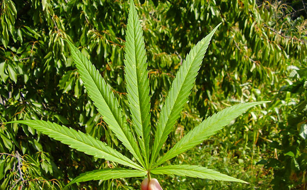 Внешний вид листа сативы