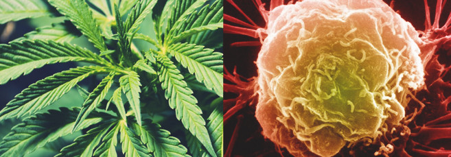 микро и макроэлементы для конопли Микро и макроэлементы, необходимые для конопли