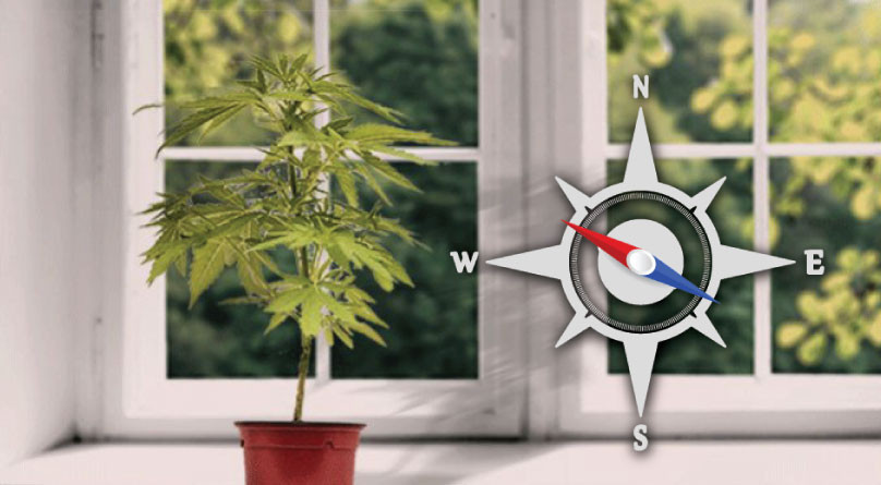 Выбор места для горшка с каннабисом