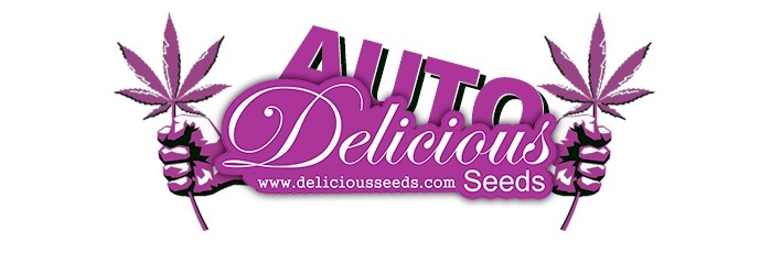 Урожайные сорта от Delicious Seeds