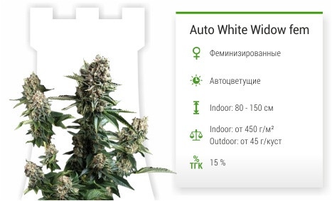 Auto White Widow от Pyramid Seeds