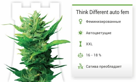 Сорт конопли Think Different Auto Think Different Auto от Dutch Passion