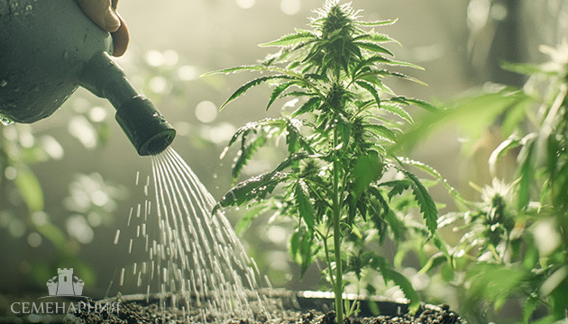 Полив конопли