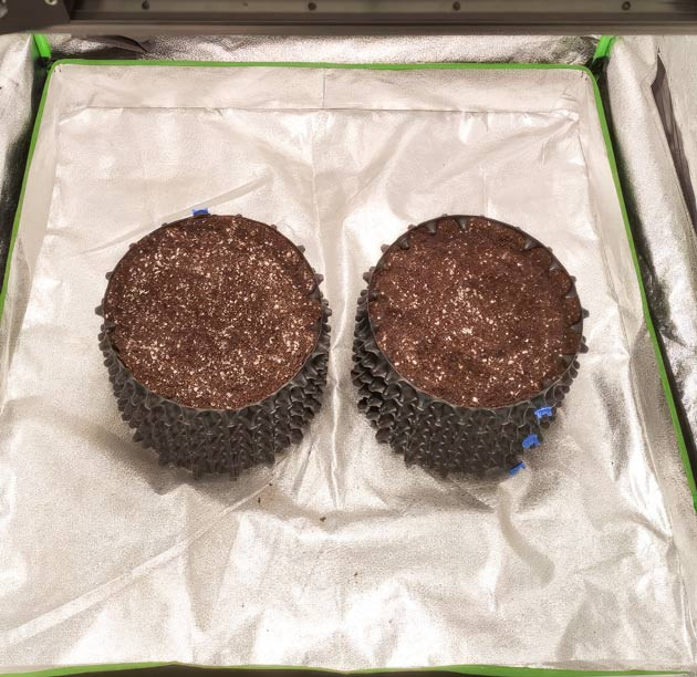 Проращивание сорта Alpha 21