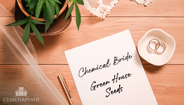 Выращивание сорта Chemical Bride