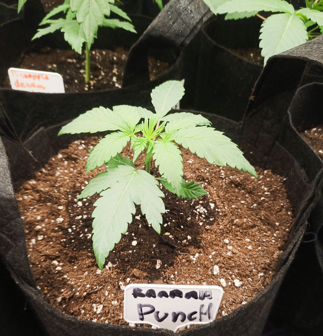 Куст Banana Punch от Barney's Farm на 4 неделе