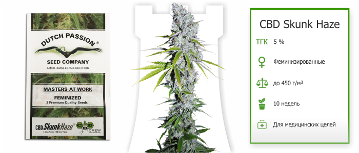 Семена CBD Skunk Haze