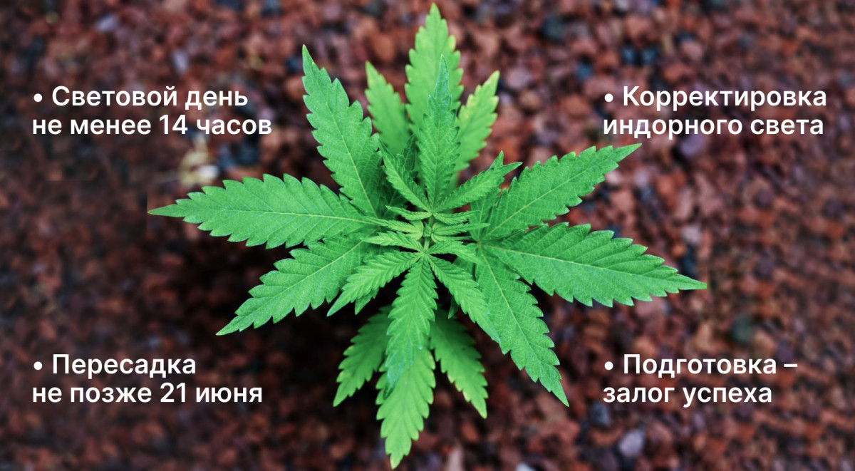 Световой режим на вегетации