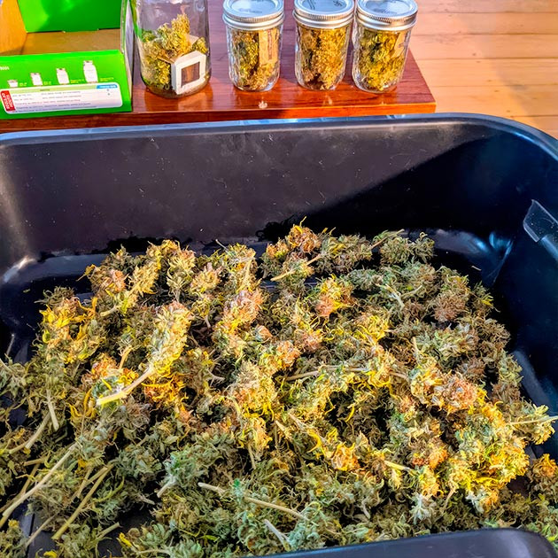 Собранный урожай