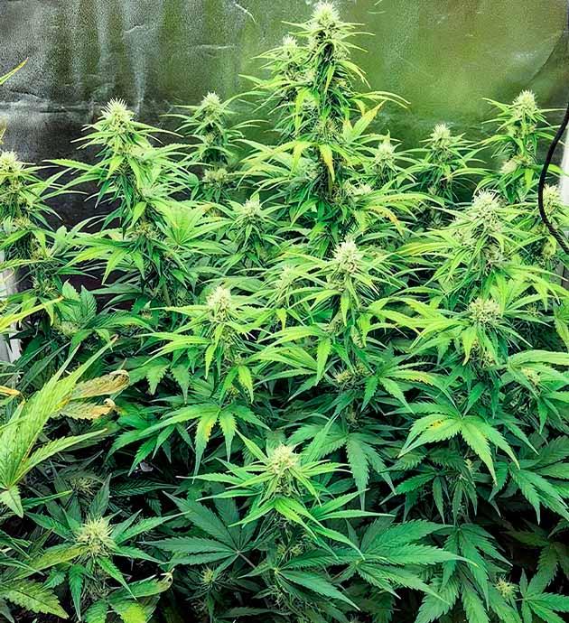 Дефицит питательных веществ и проведение дефолиации Куст Gorilla Punch Auto от FastBuds на 7-8 неделе