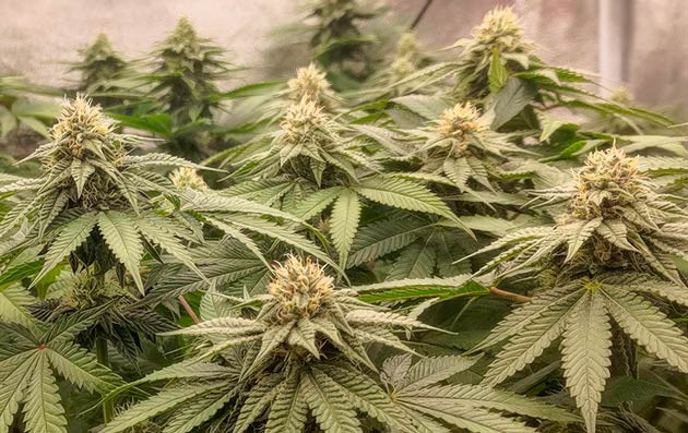 Кусты Lemon Tree на 10-11 неделе выращивания