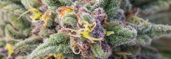 Созревание соцветий марихуаны Созревание соцветий