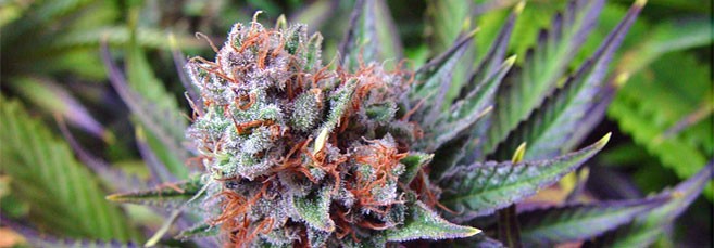 Sensimilia Сенсимилья марихуаны