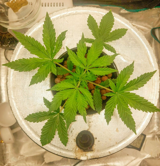 Корректировка состава питательного раствора Куст Bruce Banner Auto на 4 неделе выращивания