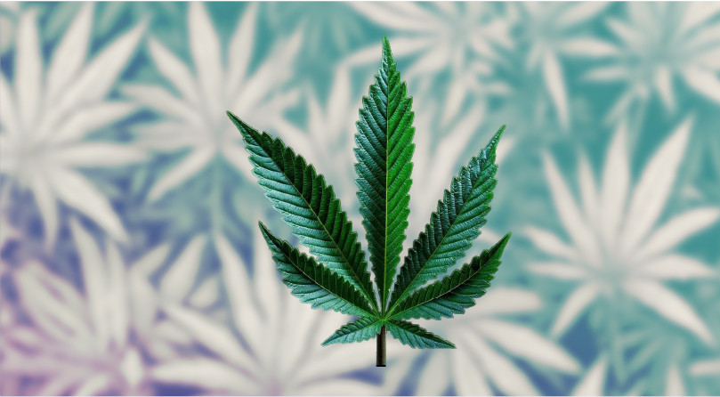 Подробнее о конопле Сативе Лист Сативы