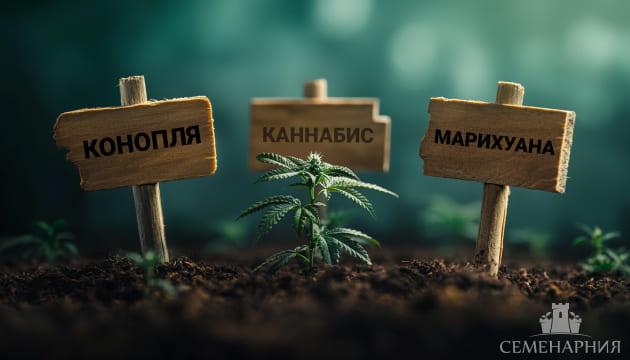 Многогранность конопли: потенциал, история и множество названий одного растения Конопля, каннабис, марихуана – разные названия одного растения