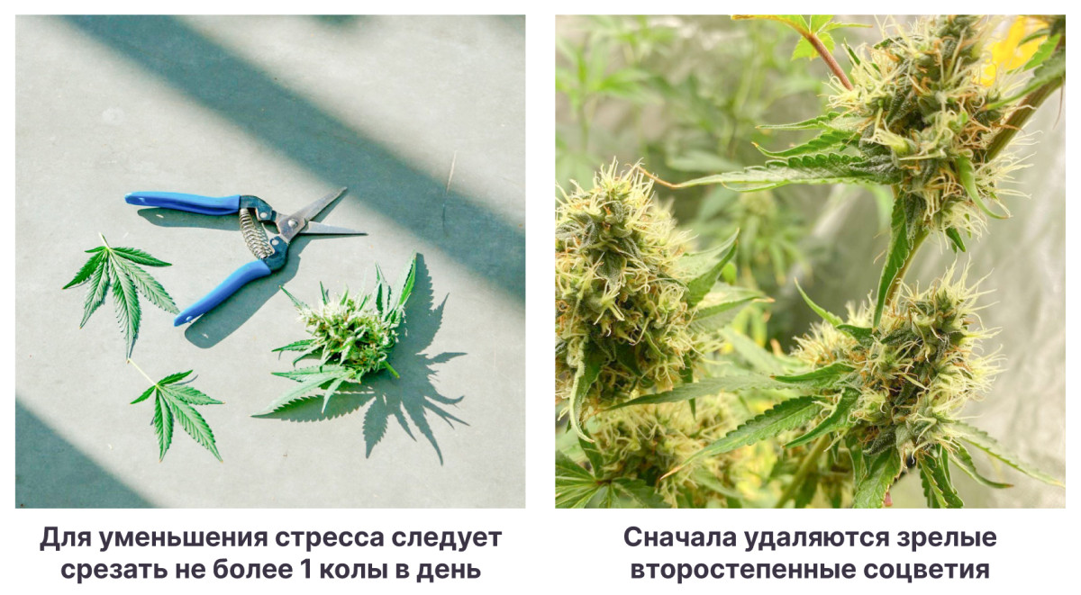 Как срезать постепенно соцветия конопли