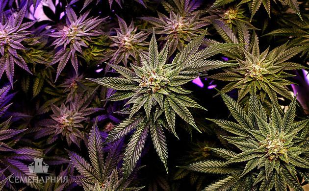 Цветение марихуаны