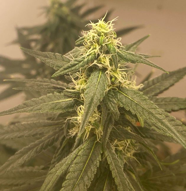 Куст Chemical Bride от GHS на стадии цветения