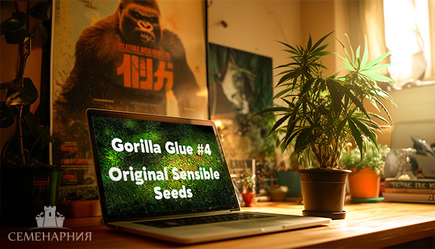 Гроурепорт сорта марихуаны Gorilla Glue #4 Выращивание сорта Gorilla Glue #4