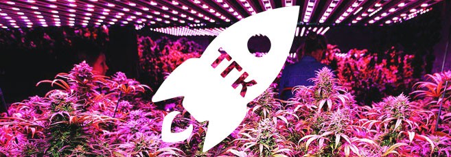 Как ультрафиолет влияет на уровень ТГК в марихуане