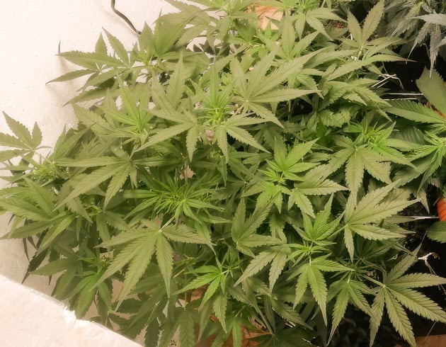 Куст Alpha 21 на 4 неделе выращивания